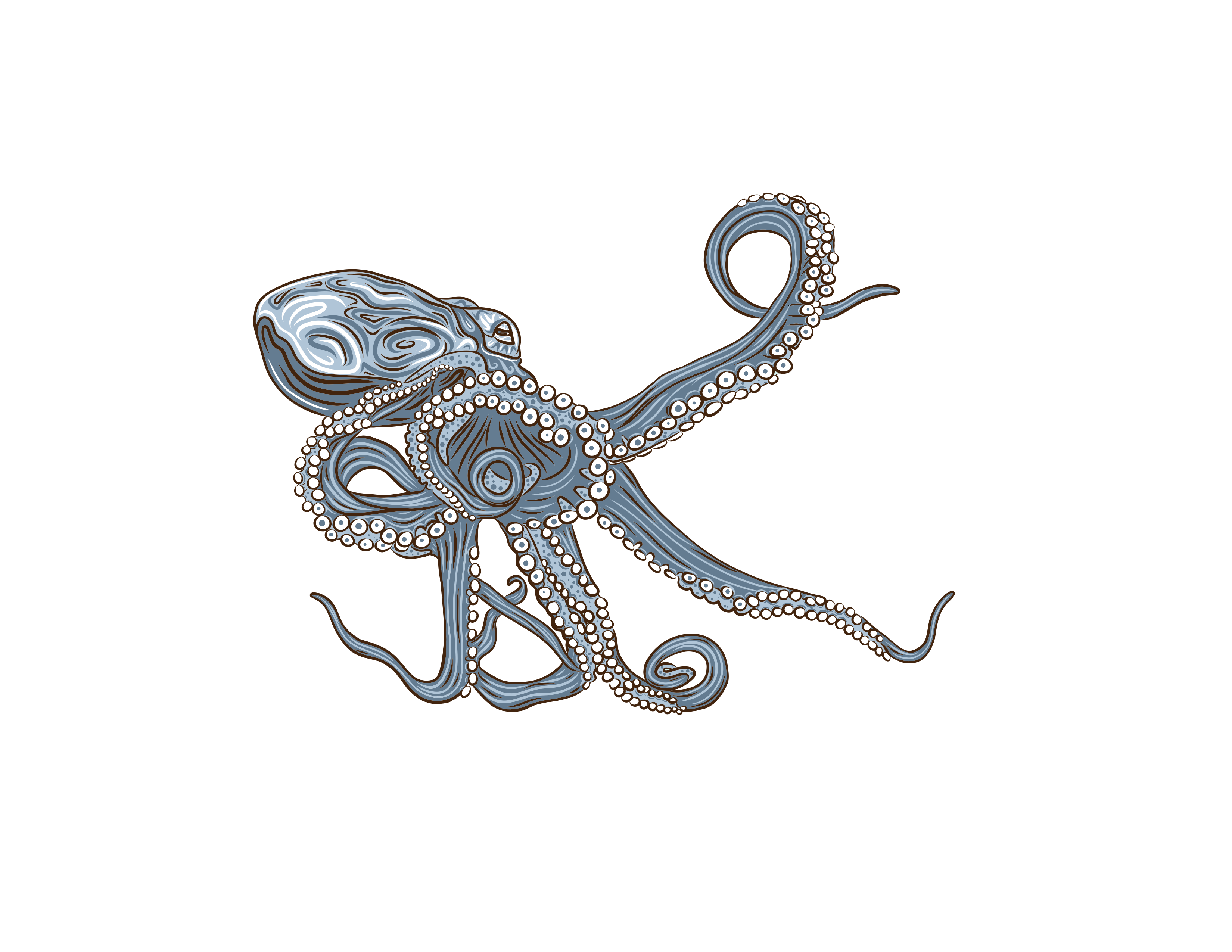 Octopus – Lair of the Octopus